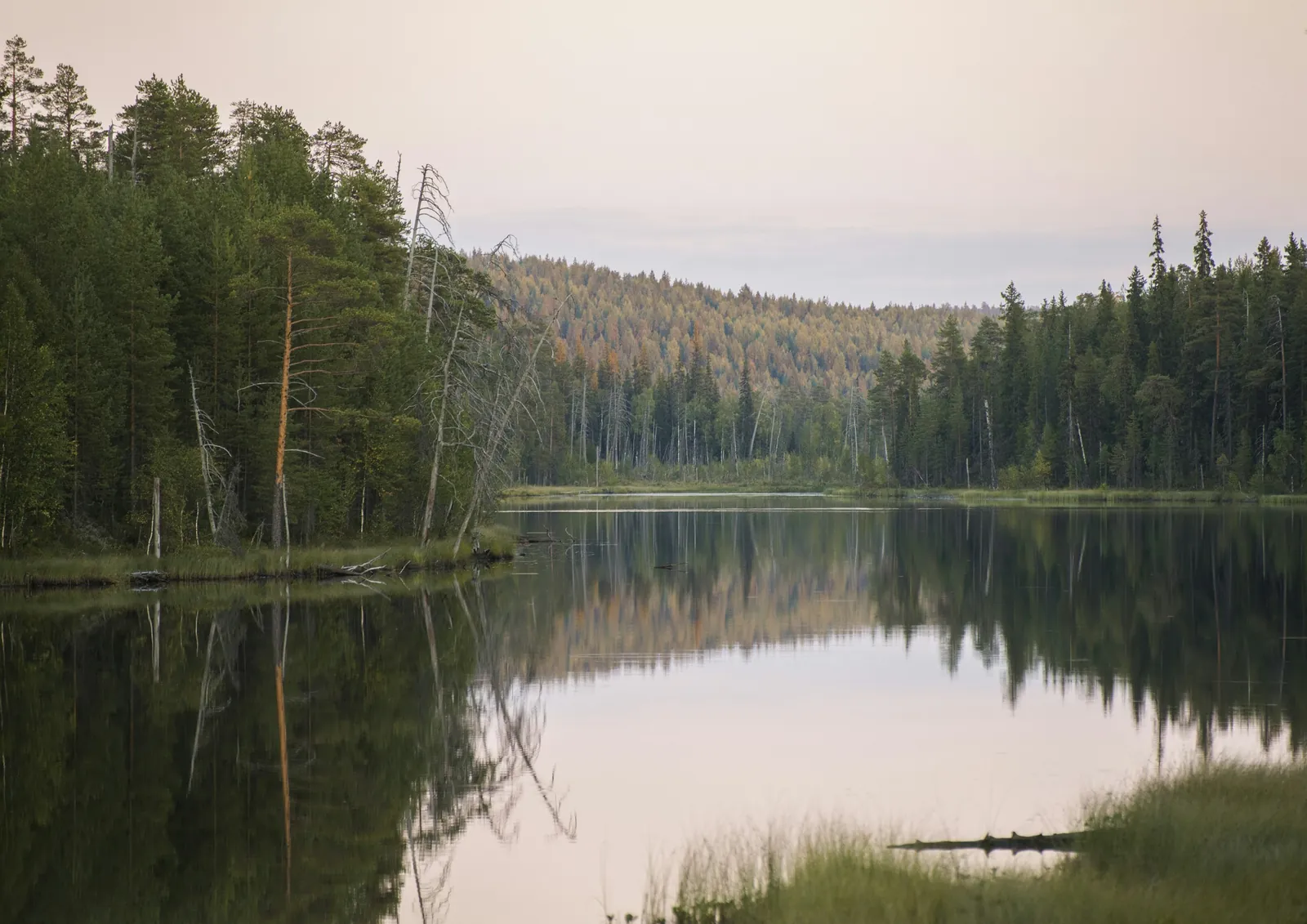 Лесное озеро в Карелии на закате, сосны отражаются в воде
